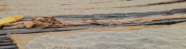Kaffebønner ligger spredt ud på tørreborde