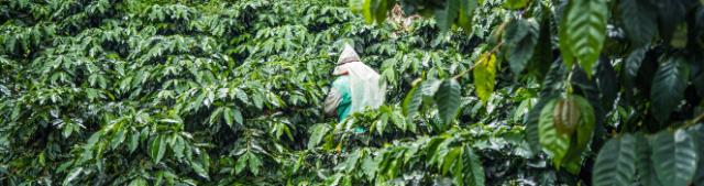 Kaffeplukker står med ryggen til i et hav af kaffebuske