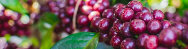 Closeup af modne røde kaffebar på gren