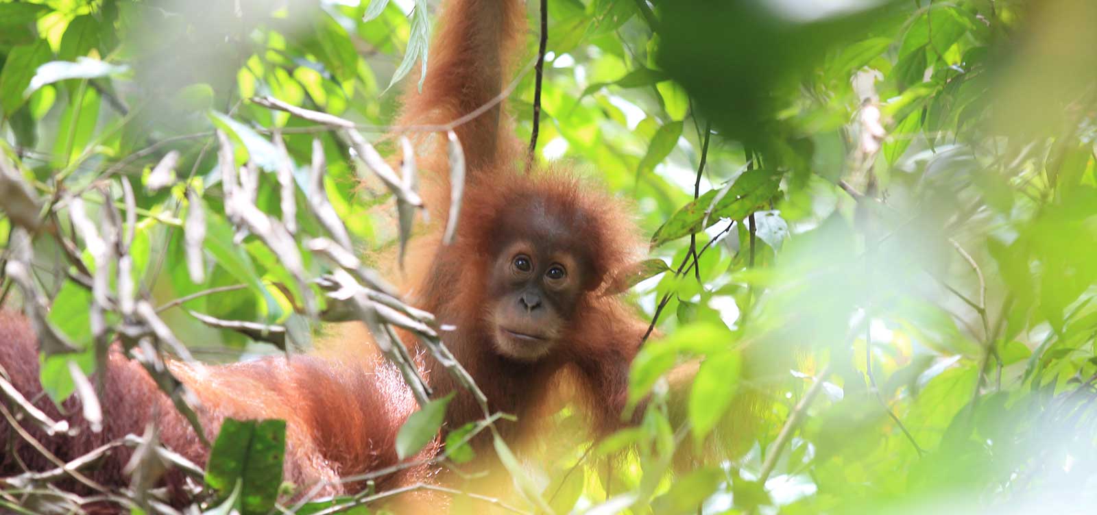 Orangutang på Sumatra