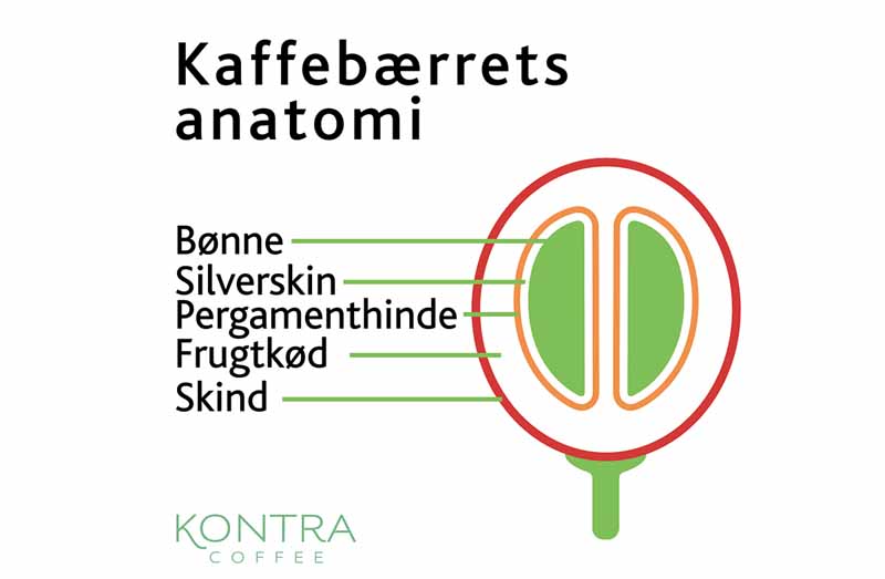 Kaffebærets Anatomi