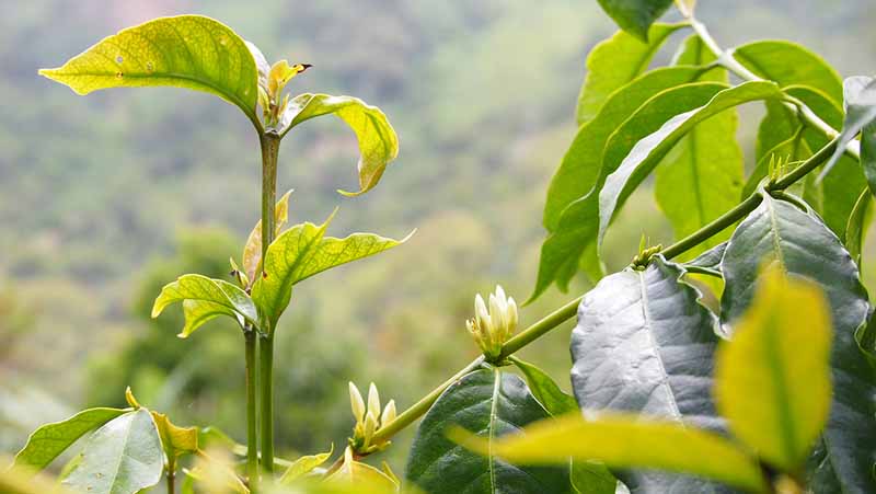 Kaffetræ i blomst