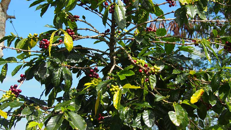 Kaffetræ med bær