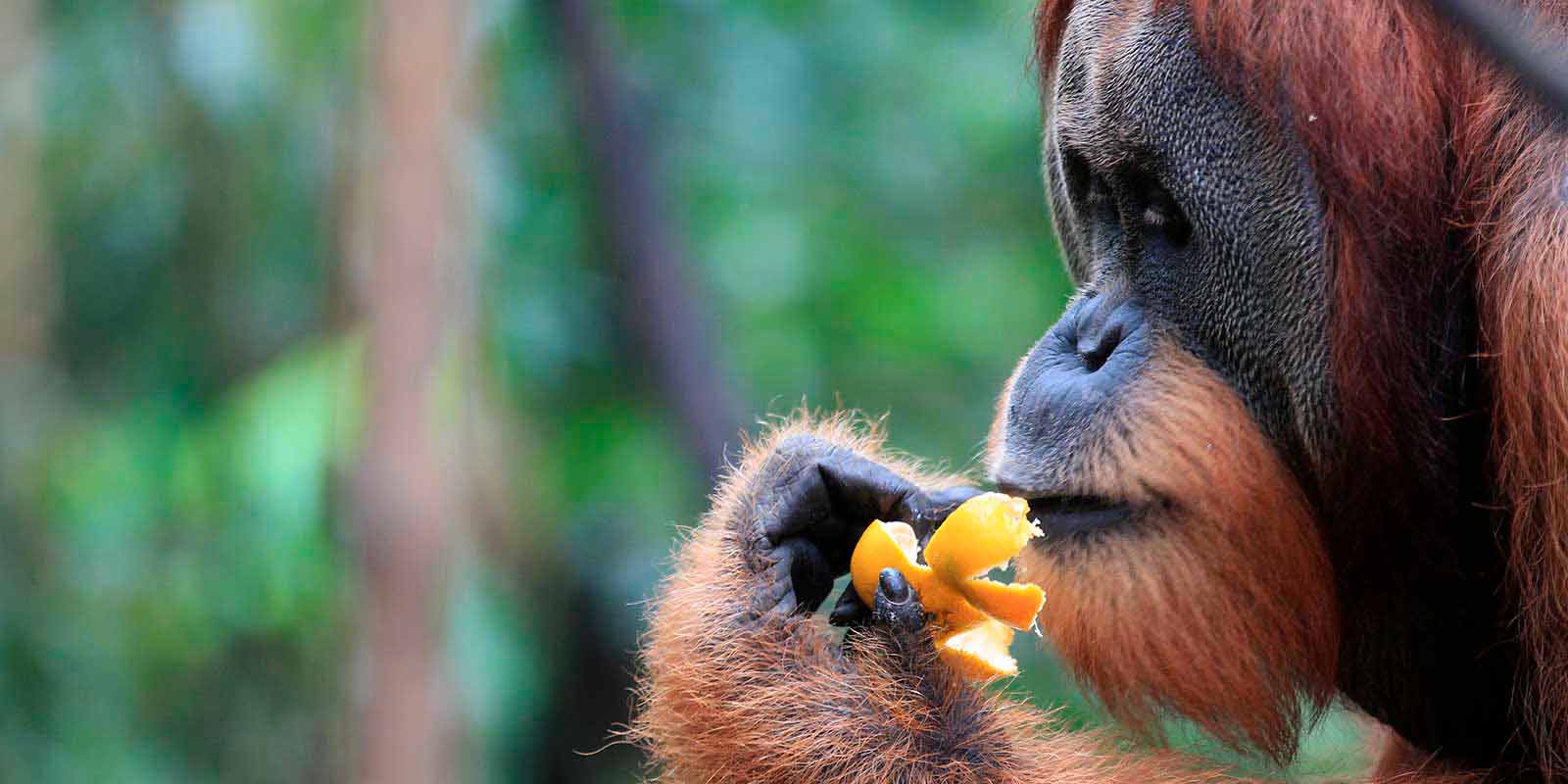 Orangutang på Sumatra
