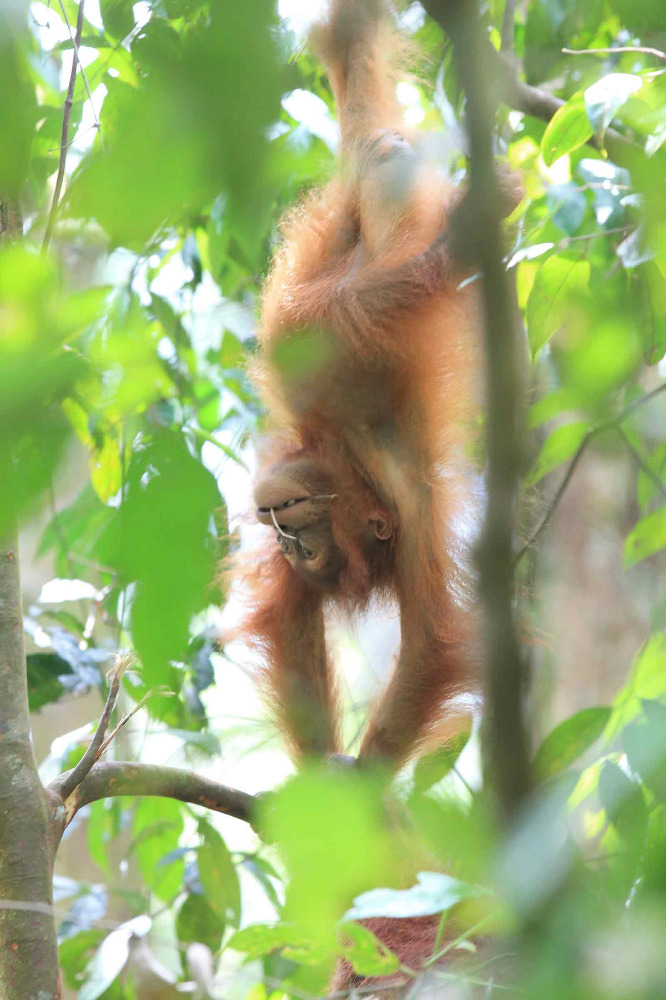 Orangutan baby